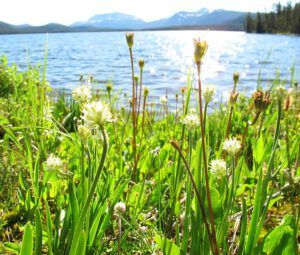 sticky onion (Nuk Tessli heatwave)