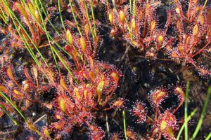 sundews (Boundary Lake July 16, 12)
