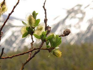 variable willow (Early local flowers at Nuk Tessli)
