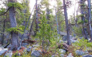 whitebark forest 2 (Early local flowers at Nuk Tessli)