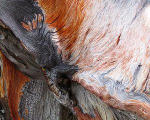 whitebark root (Early local flowers at Nuk Tessli)