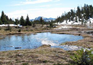 wiggly creek meadow (The Mammaries, late June)