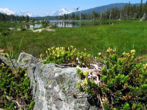 yellow heather and mosquito (Boundary Lake July 16, 12)
