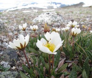 8-petalled avens (Mammaries 29 – 31 July 2012 Part Three)