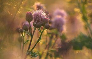 Canada thistles (Walker Valley August 20 2012)