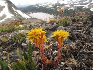 Lance – l stonecrop w. nth pass lk (Mammaries 29 – 31 July 2012 Part Three)