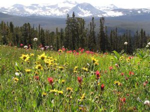 Long meadow with arnica (Mammaries 29 -31 July 2012 Part One)