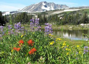 anvil Mt (North Pass Meadows 6th August 2012)