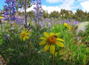 arnica and a bug (Mammaries 29 -31 July 2012 Part One)