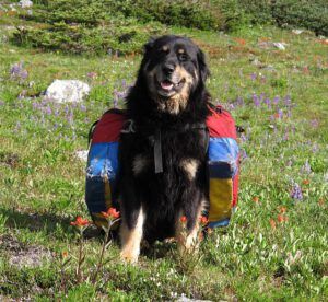 badger packing (Mammaries 29 -31 July 2012 Part One)