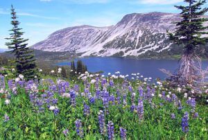 blue and white, nth pass lk (North Pass Meadows 6th August 2012)