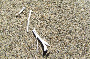 bones (A Walk on the Dunes at Ginty Creek and a Big Surprise)