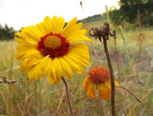 brown-eyed susan (Walker Valley August 20 2012)
