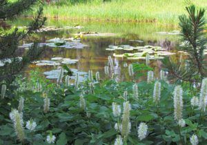 burnet and pond lilies (The Block, 9th August 2012)