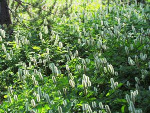 burnet flowers (The Block, 9th August 2012)