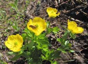 buttercups and stink bugs (North Pass Meadows 6th August 2012)