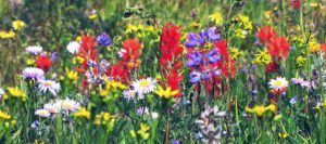 colour (North Pass Meadows 6th August 2012)