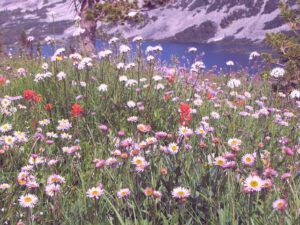 daisies and noth pass lk (North Pass Meadows 6th August 2012)