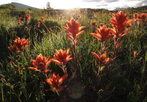 dewy paintbrush (Mammaries 29 – 31 July 2012 Part Four)