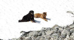 dogs cooling off (Mammaries 29 -31 July 2012 Part One)