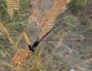 dragonfly (Walker Valley August 20 2012)