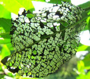 eaten willow leaf 1 (The Block, 9th August 2012)