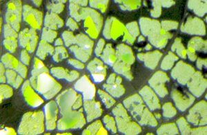 eaten willow leaf close-up (The Block, 9th August 2012)