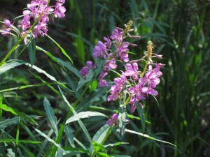 fireweed (The Block, 9th August 2012)