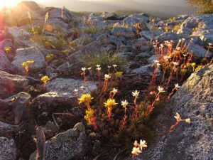 flowers in rocks sunrise (Mammaries 29 – 31 July 2012 Part Four)