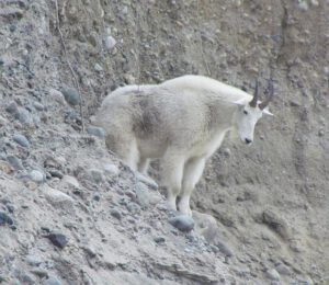 goat 1 (A Walk on the Dunes at Ginty Creek and a Big Surprise)