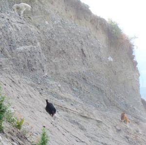 goat and dogs (A Walk on the Dunes at Ginty Creek and a Big Surprise)