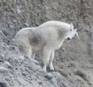 goat tilt head (A Walk on the Dunes at Ginty Creek and a Big Surprise)
