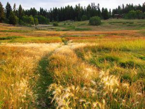 grass colours (Walker Valley August 20 2012)