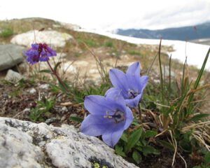 harebell and penstemmon (Mammaries 29 – 31 July 2012 Part Three)