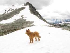 harry, snowshoe mt (Mammaries 29 – 31 July 2012 Part Three)