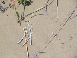 hosrsetails (A Walk on the Dunes at Ginty Creek and a Big Surprise)
