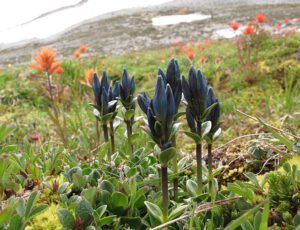 inky gentian 2 (Mammaries 29 – 31 July 2012 Part Two)