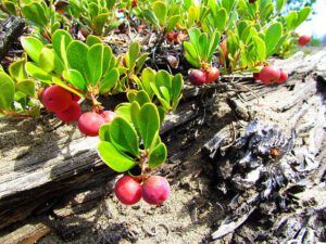 kinnikinnick (A Walk on the Dunes at Ginty Creek and a Big Surprise)