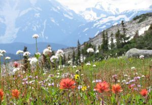 long meadow, valarian, sawtooth (Mammaries 29 -31 July 2012 Part One)