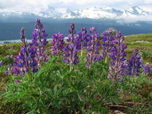 lupin, Mamm meadow (Mammaries 29 – 31 July 2012 Part Two)