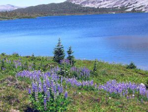 lupins and nth pass lk (North Pass Meadows 6th August 2012)