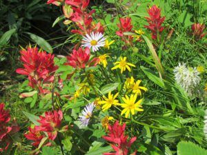 meadow close-up 2 (The Block, 9th August 2012)