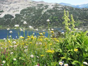 mixed flos noth pass lk (North Pass Meadows 6th August 2012)