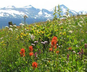 mixed flos with gentian peak (North Pass Meadows 6th August 2012)