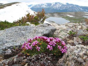 moss campion 1 (Mammaries 29 – 31 July 2012 Part Three)