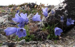 multiple harebells (Mammaries 29 – 31 July 2012 Part Three)