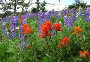 painbrush and lupin (Mammaries 29 -31 July 2012 Part One)