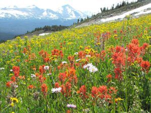 paintbrush and flattop (North Pass Meadows 6th August 2012)