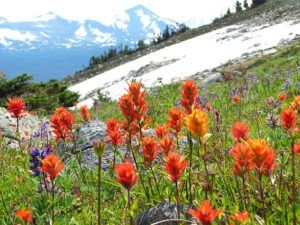 paintbrush and gentian peak (North Pass Meadows 6th August 2012)