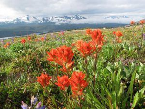 paintbrush, mammary meadow (Mammaries 29 – 31 July 2012 Part Two)